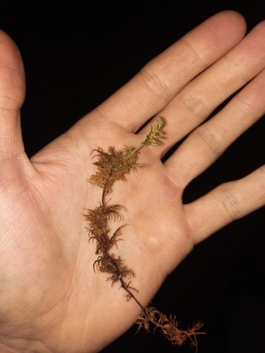 stairstep moss