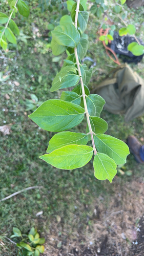 Amur honeysuckle