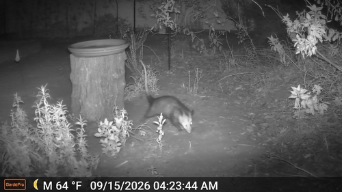Virginia Opossum observed by jacob_skaggs
