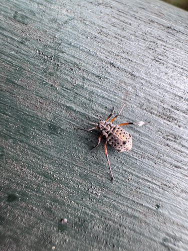Giant Willow Aphid