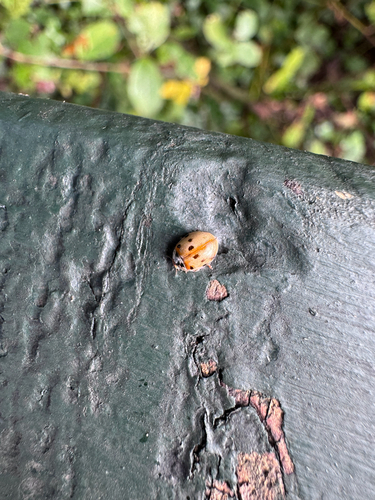 10-spot Ladybird