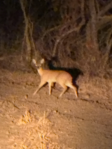 Sharpe's Grysbok