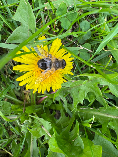 Common Drone Fly