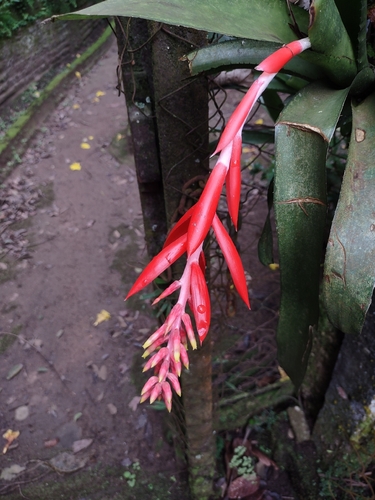 Aechmea nudicaulis