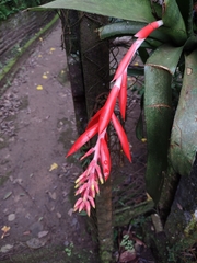 Aechmea nudicaulis
