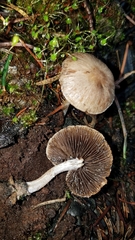 Psathyrella pennata