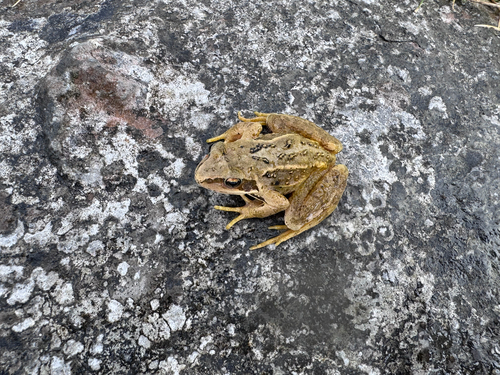 European Common Frog