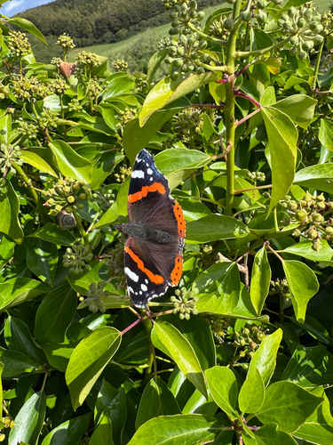 Red Admiral