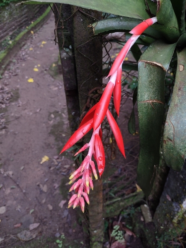 Aechmea nudicaulis, photograph 2