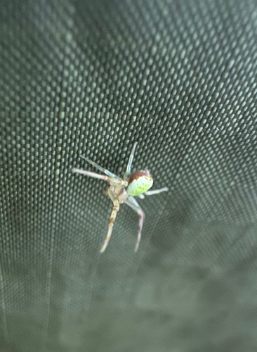 Triangle Crab Spider