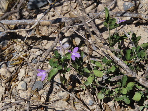 Justicia pilosella, photograph 2