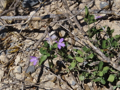 Justicia pilosella, photograph (c) Ulises Pinedo, some rights reserved (CC BY)