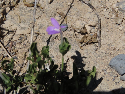 Justicia pilosella, photograph 4