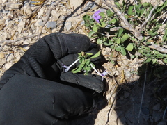 Justicia pilosella, photograph (c) Ulises Pinedo, some rights reserved (CC BY)