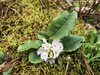 Trailing Arbutus - Photo (c) Michael Ellis, some rights reserved (CC BY), uploaded by Michael Ellis