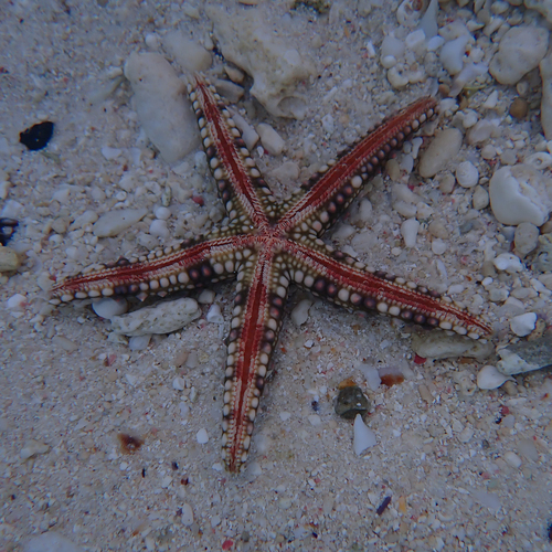 Egyptian Sea Star