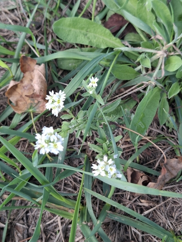 hoary alyssum