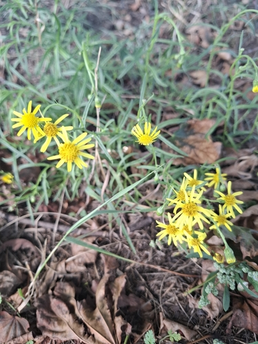 Narrow-leaved Ragwort