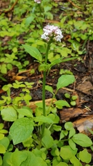 Valeriana californica