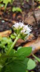 Valeriana californica
