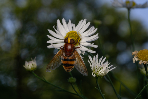 Hornet Mimic Hover Fly