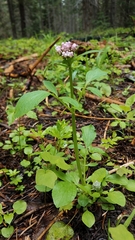 Valeriana californica