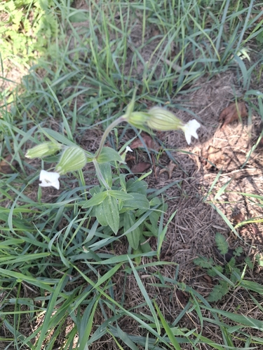 white campion