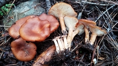 Infundibulicybe squamulosa