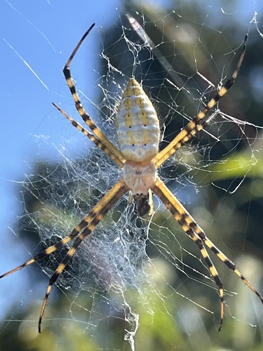 Banded Garden Spider