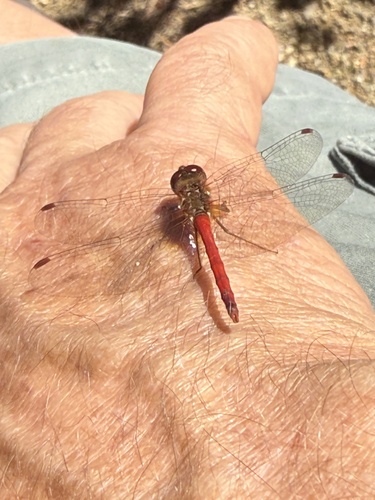Autumn Meadowhawk
