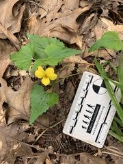 Viola lobata integrifolia