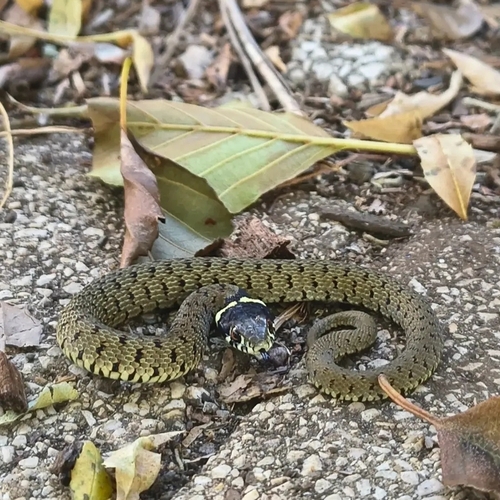 Iberian Grass Snake