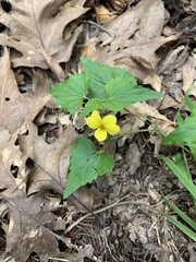 Viola lobata integrifolia