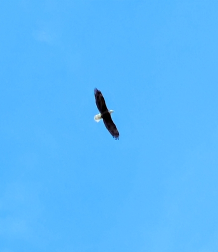 Águila cabeza blanca observed by kadupul