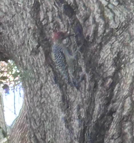 Red-bellied Woodpecker observed by eris_essential