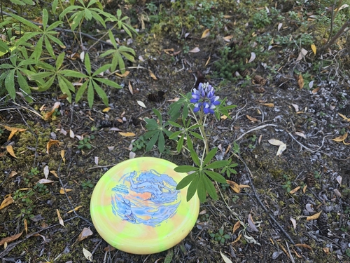 Arctic Lupine