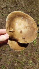 Melanoleuca strictipes