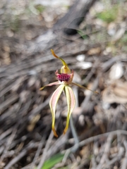 Caladenia ensata