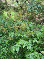 Cicuta maculata, photograph (c) Brandon Corder, some rights reserved (CC BY)