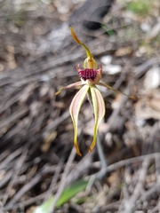 Caladenia ensata
