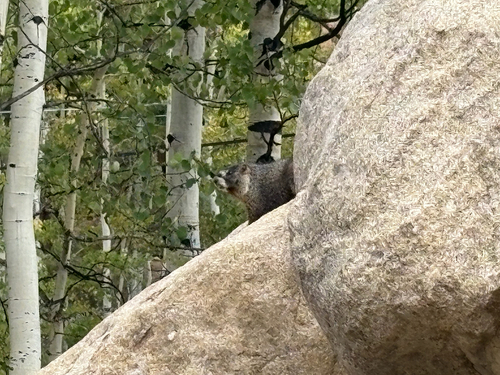 Yellow-bellied Marmot