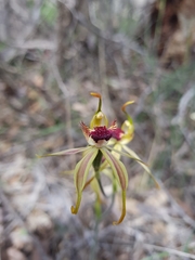Caladenia ensata