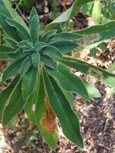 wood spurge