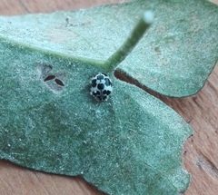 Psyllobora picta