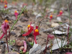 Utricularia menziesii