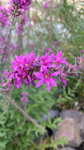 purple loosestrife