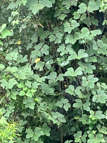 kudzu