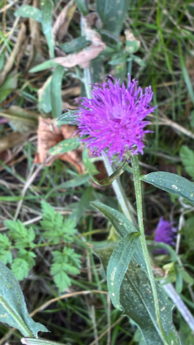black knapweed