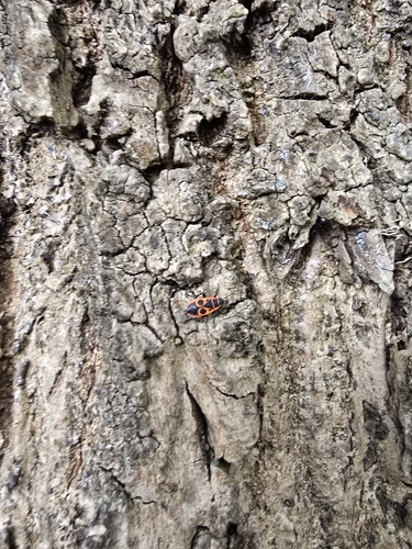 European Firebug