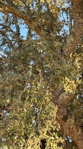 sweet acorn oak